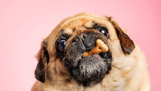 Why a Dog Slow Feeder Is a Game-Changer for Your Pup's Health