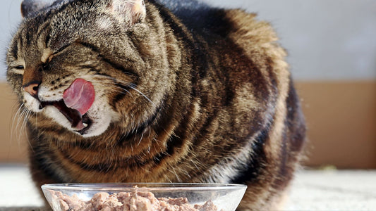 Why an Automatic Pet Feeder Is the Upgrade Every Pet Parent Needs